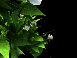 Jasmine flower 3Dモデル