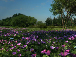 Wet land 3D Model
