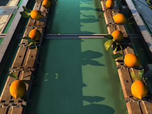 Fruit packaging 3D-Modell