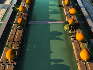 Fruit packaging 3D Model