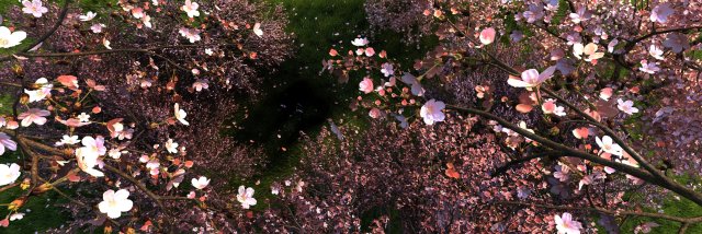 Peach blossom 3D Модель .c4d .max .obj .3ds .fbx .stl .blend