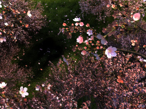 Peach blossom Modelo 3D
