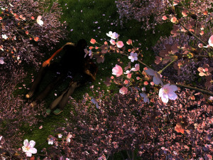 Peach blossom 3D Модель