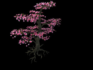Peach tree 3Dモデル