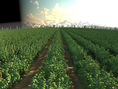 Vineyard 3D Model