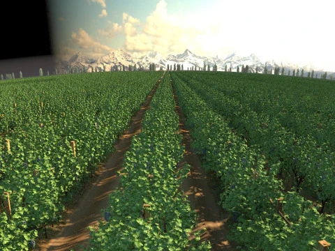 葡萄园 3D 模型