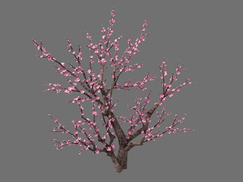 Peach 3D Модель