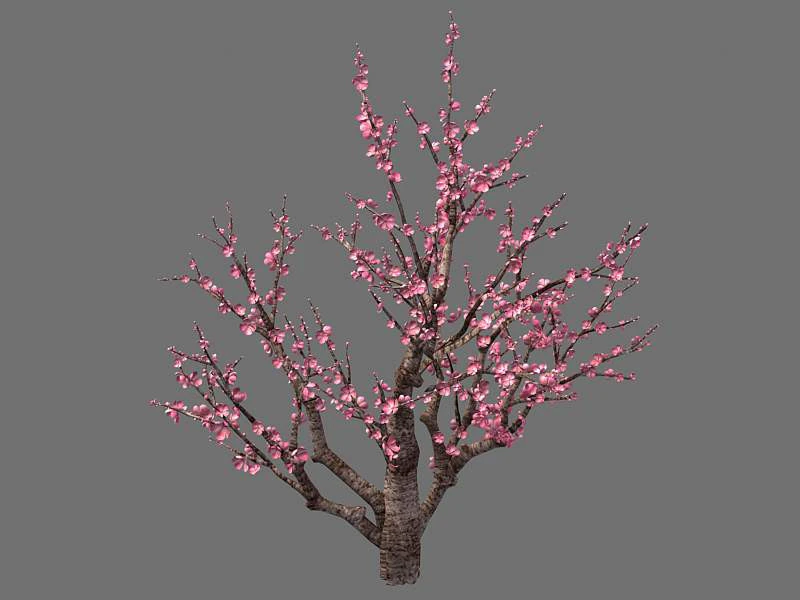 Peach 3D Model .c4d .max .obj .3ds .fbx .stl .blend 