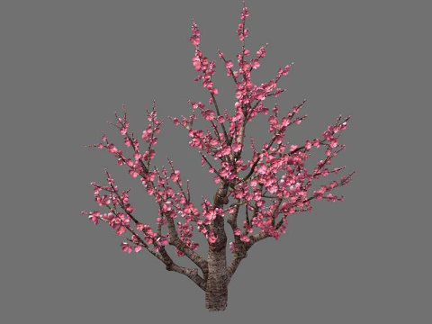 Peach 3D Model