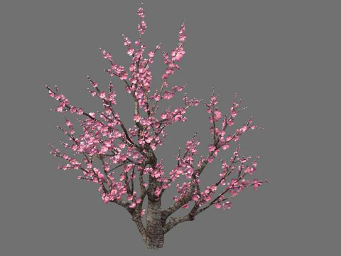 Peach 3D Model