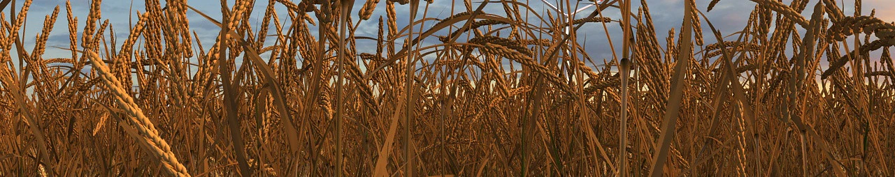 Cornfield 3D Model .c4d .max .obj .3ds .fbx .stl .blend