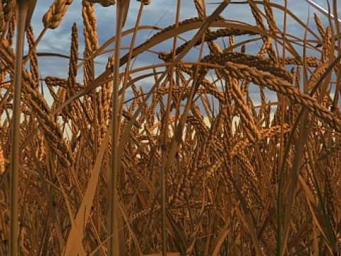 Cornfield 3D Model