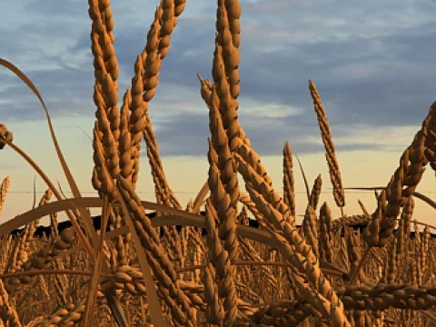 Cornfield 3D Model