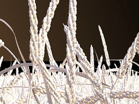 Cornfield 3D Model