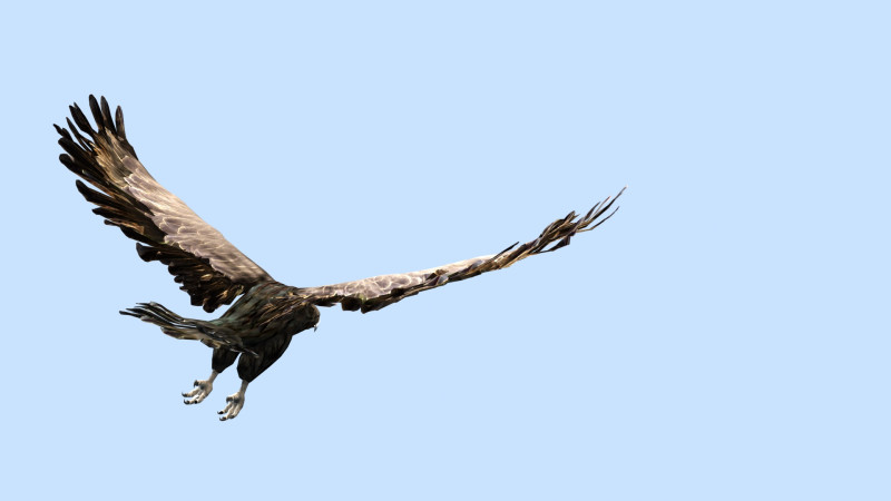 The eagle Modèle 3D .c4d .max .obj .3ds .fbx .stl .blend
