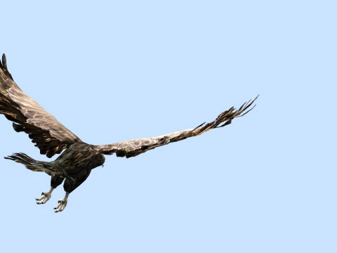 चील 3D मॉडल