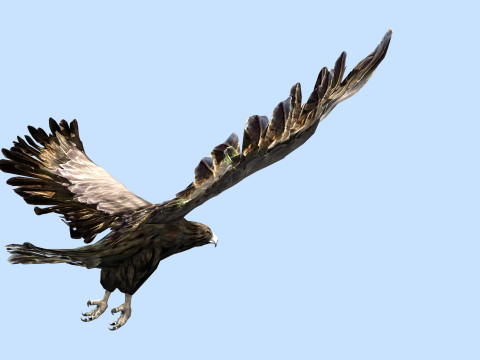 The eagle Modèle 3D