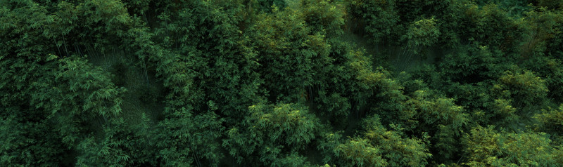 Bamboo grove Modelo 3D .c4d .max .obj .3ds .fbx .stl .blend 