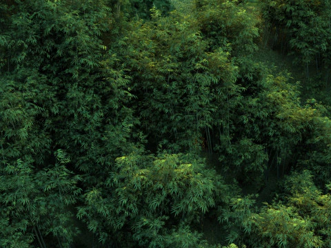 Bamboo grove 3D Model