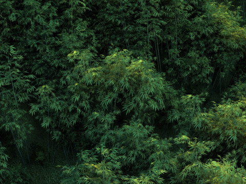 Bamboo grove Modelo 3D