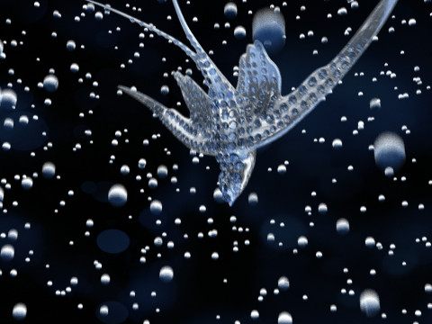 Swallow 3D Model