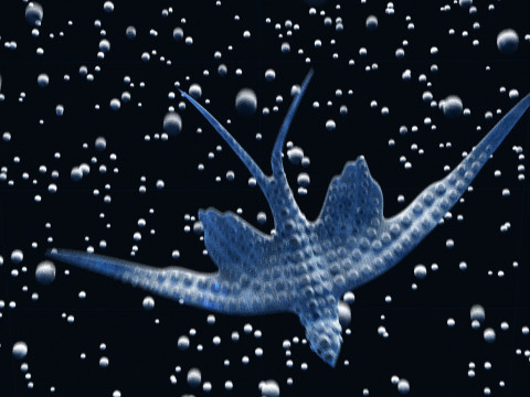 Swallow 3D Модель