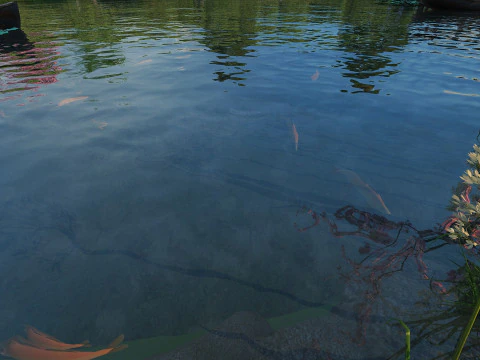 Lotus Pond 3D Model