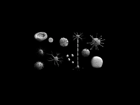 Cell 3D Model