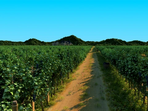 Vineyard 3D Model