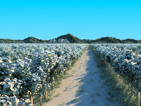 Vineyard 3D Model