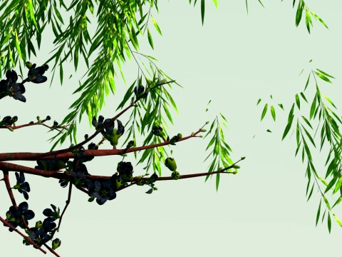 Magnolia 3D Model