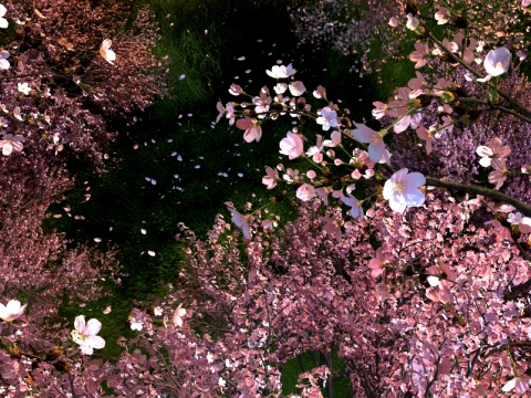 Garden 3D Model