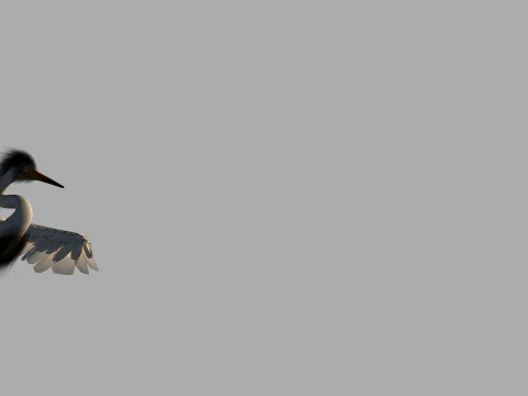 Egret 3D Model
