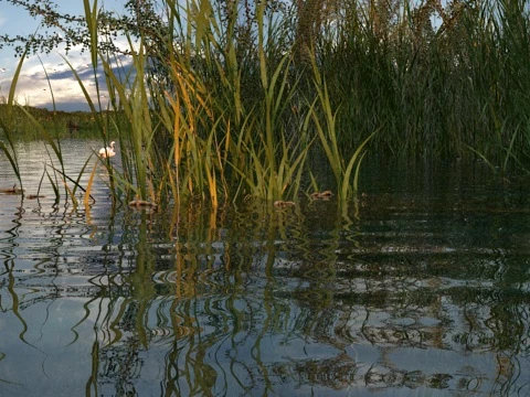 Wetland 3D Model