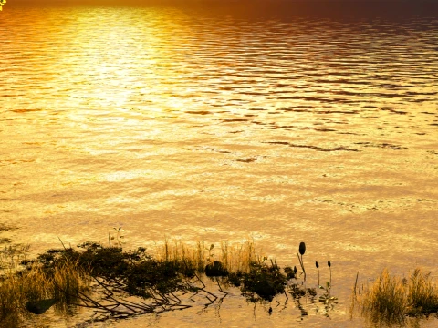 Wetland 3D Model