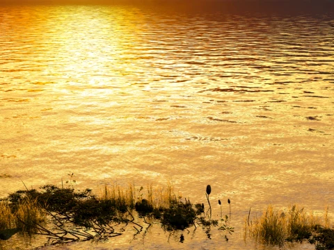 Wetland 3D Model