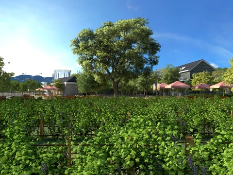 Vineyard 3D Model