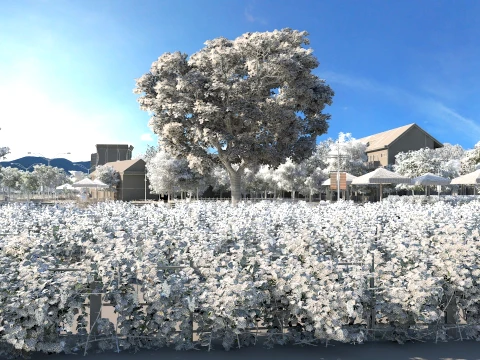 Vineyard 3D Model
