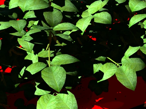 Tarım arazisi 3D Model