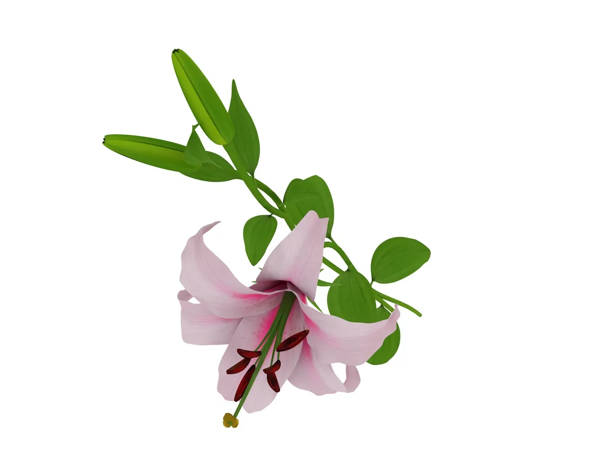 Lily 3D Model .c4d .max .obj .3ds .fbx .stl .blend 
