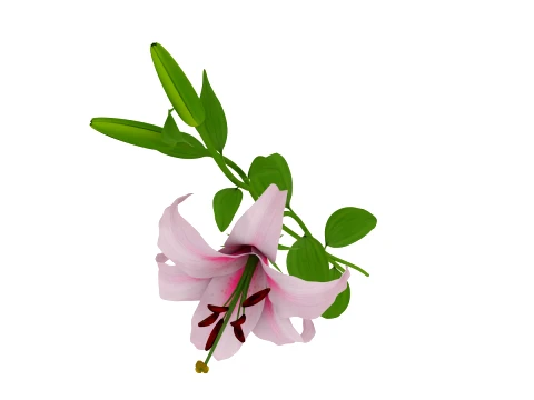 Lily 3D Model