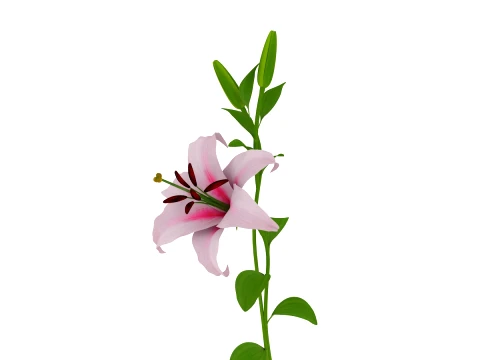 Lily 3D Model