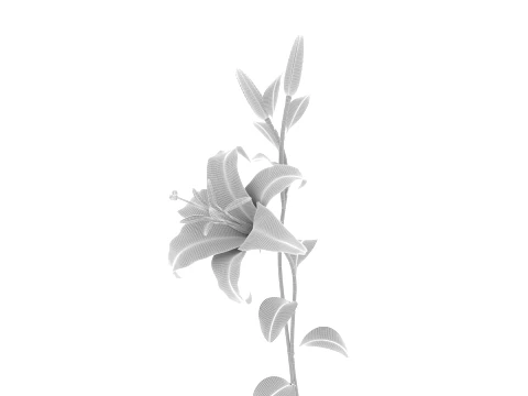 Lily 3D Model