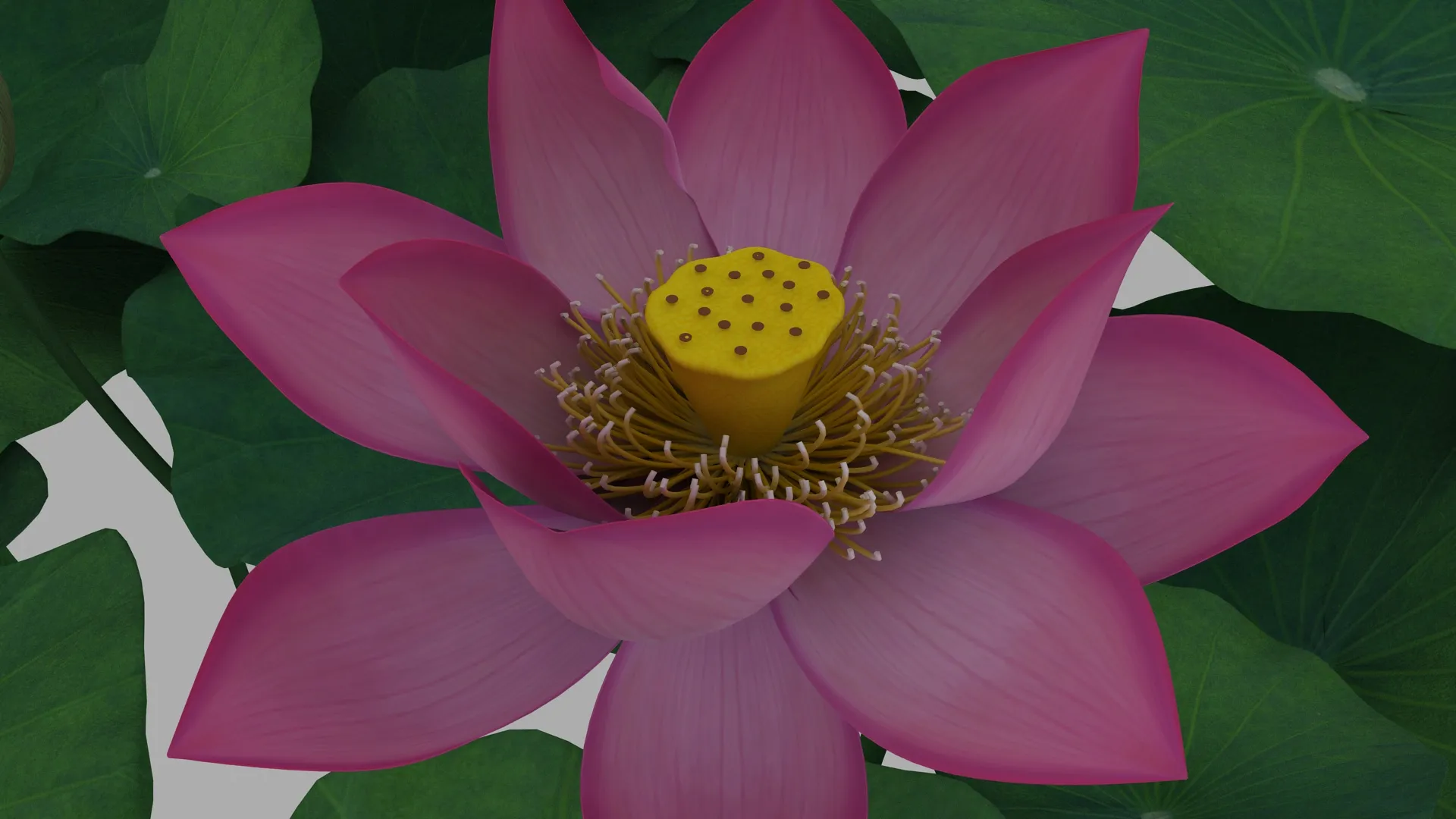 Lotus 3D Model .c4d .max .obj .3ds .fbx .stl .blend 