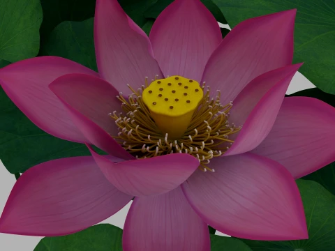 Lotus 3D Model