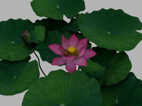 Lotus 3D Model