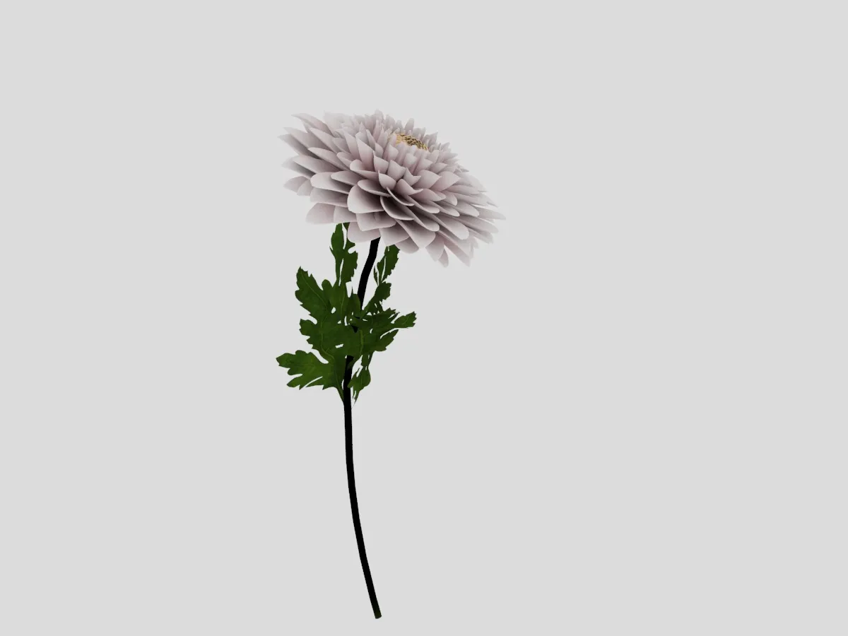 Chrysanthemum 3D Model .c4d .max .obj .3ds .fbx .stl .blend