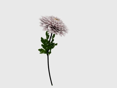 Chrysanthemum 3D Model