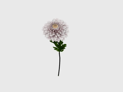 Chrysanthemum 3D Model