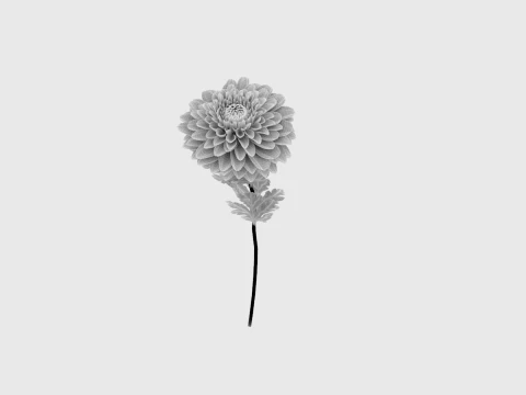 Chrysanthemum 3D Model